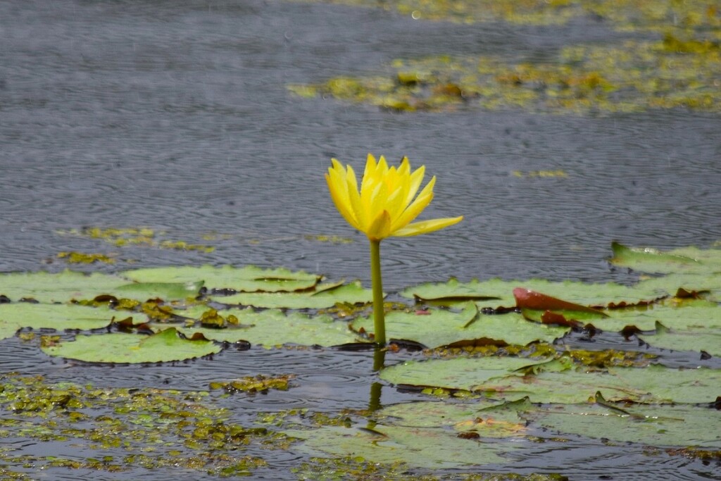  Yellow Water Lily In The Rain ~  by happysnaps
