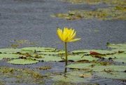 3rd Feb 2022 -  Yellow Water Lily In The Rain ~ 