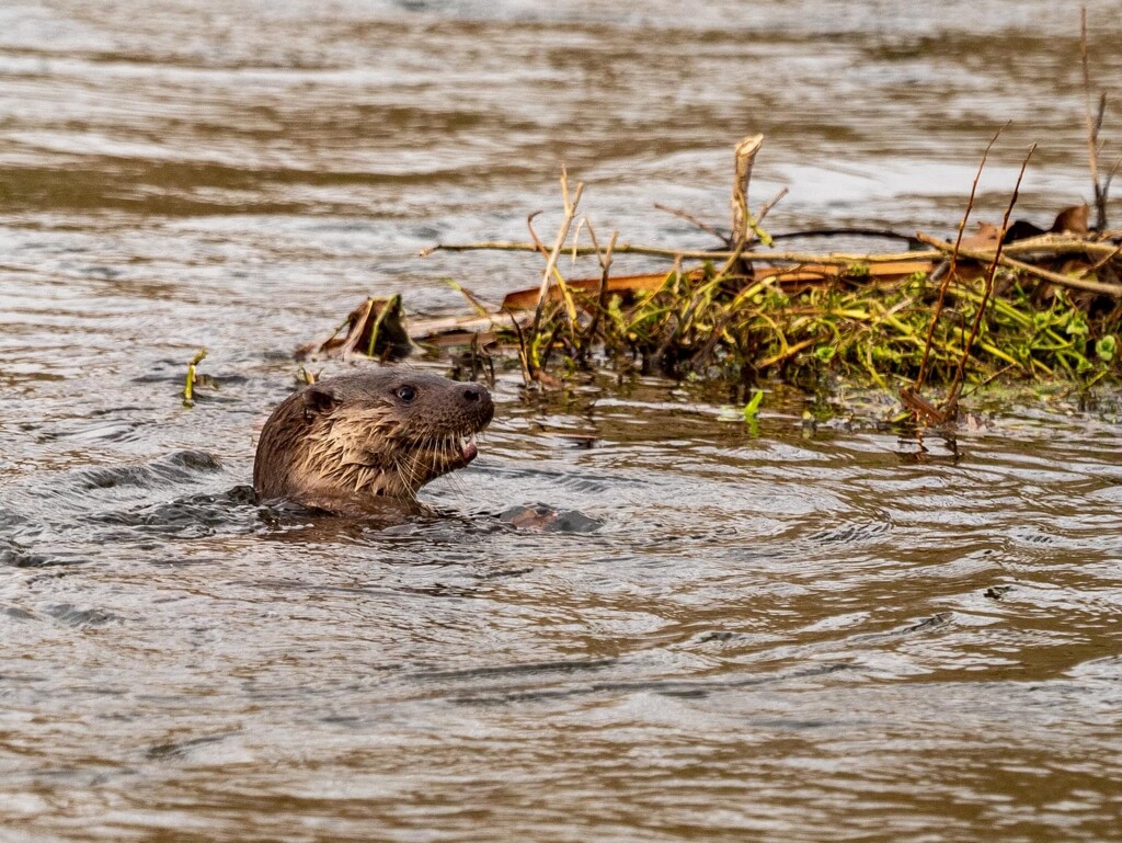 Otter by barrowlane