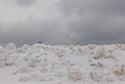 29th Jan 2022 - Seagulls on a Snow Pile