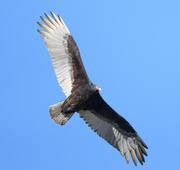 2nd Feb 2022 - Turkey Vulture 