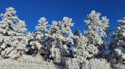 27th Jan 2022 - Winter Pines