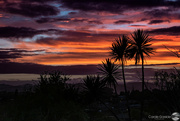 3rd Feb 2022 - Sunrise and Cabbage Trees