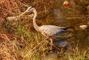 2nd Feb 2022 - Blue Heron on the Prowl!