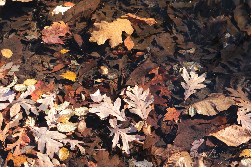 Fallen Leaves in the Sun by olivetreeann