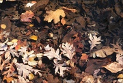 15th Nov 2021 - Fallen Leaves in the Sun