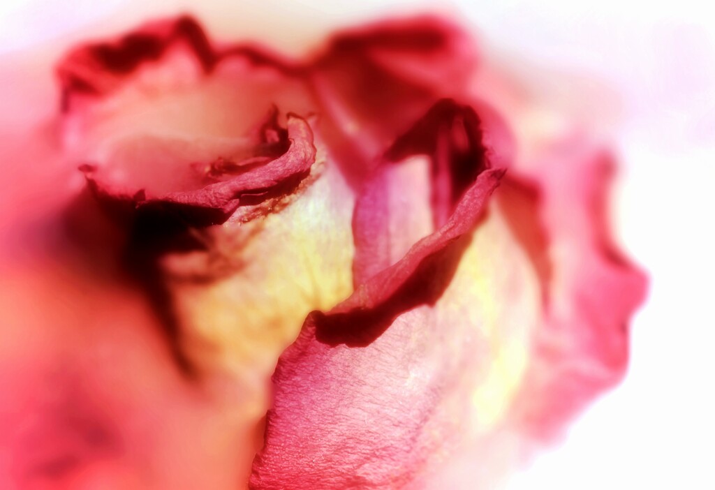 Frozen Rose 1 by olivetreeann