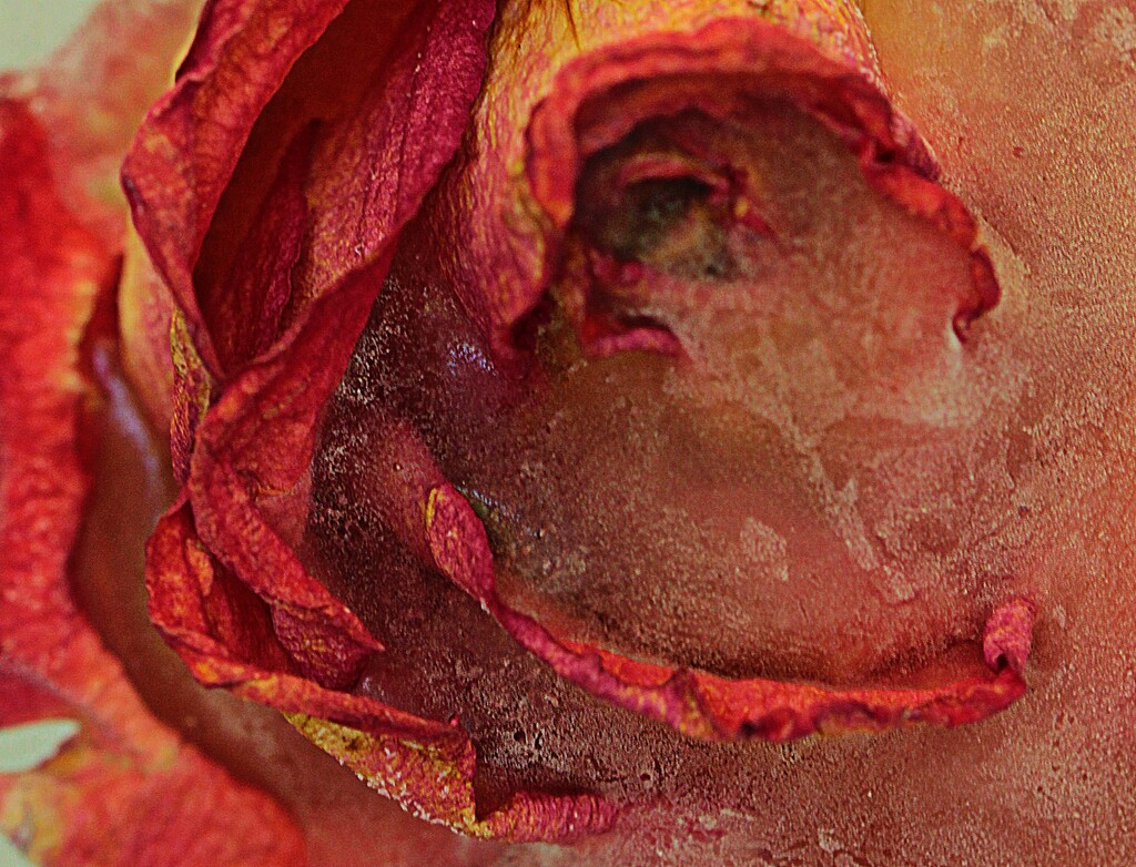 Frozen Rose 3 by olivetreeann