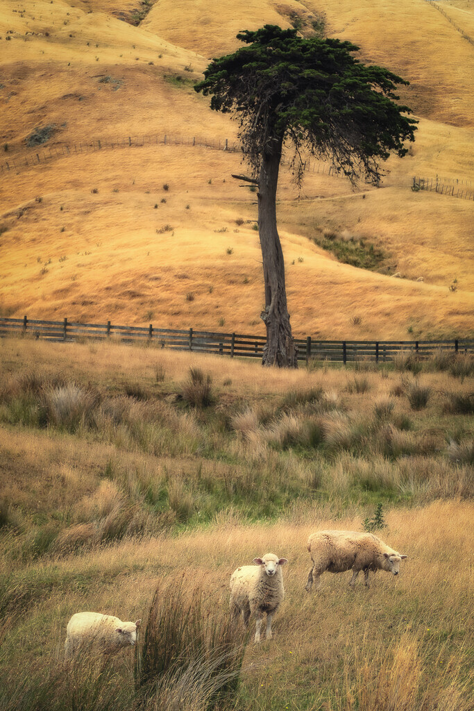 Tussock Trio by helenw2