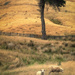 Tussock Trio by helenw2