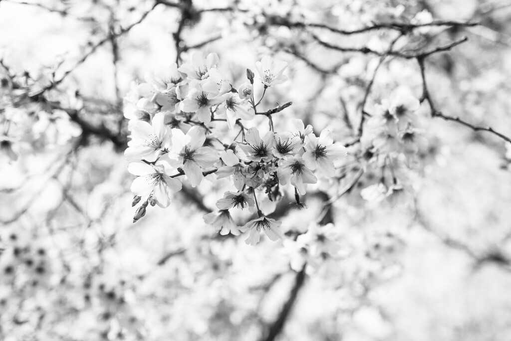 blossom high key by brigette
