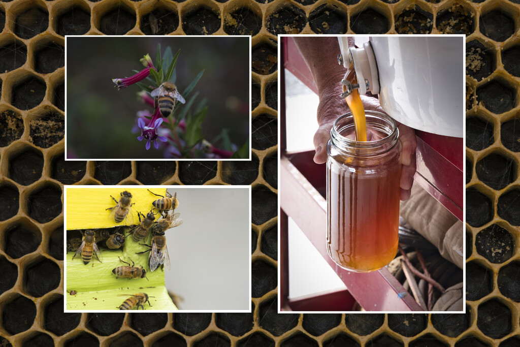Busy buzzy bees! by dkbarnett
