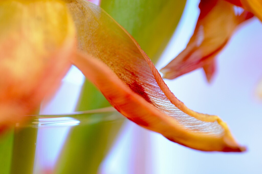 Transforming translucent tulip by stimuloog