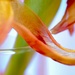 Transforming translucent tulip by stimuloog
