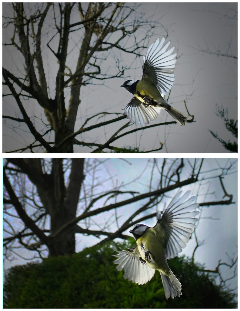 Bird extravaganza! by jon_lip