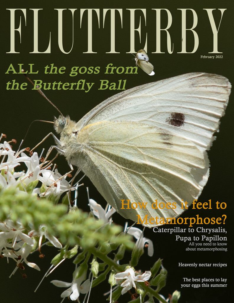 Flutterby Magazine Cover by nickspicsnz