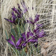 3rd Feb 2022 - Iris in the Long Grass - Hare Park 