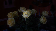 3rd Feb 2022 - The Yellow Rose of Massachusetts
