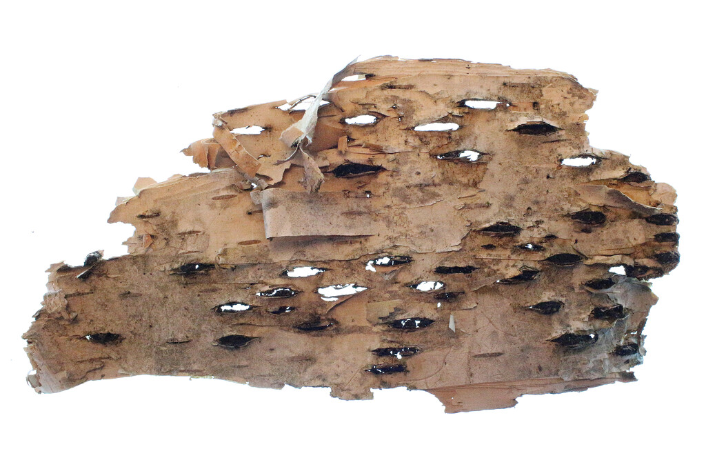 Birchbark Fragment by juliedduncan