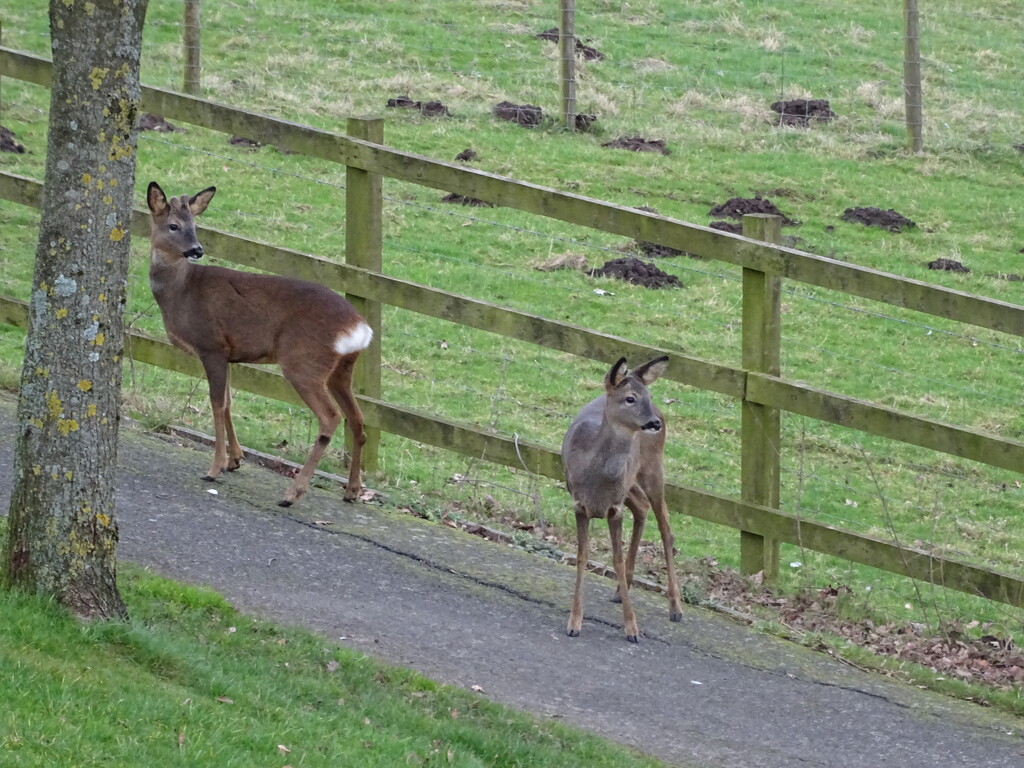 Roe deer, mother and fawn by marianj