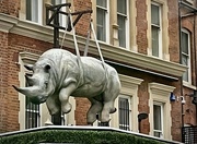 3rd Feb 2022 - Rhino dancing on roof
