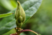 1st Feb 2022 - Rhododendron bud