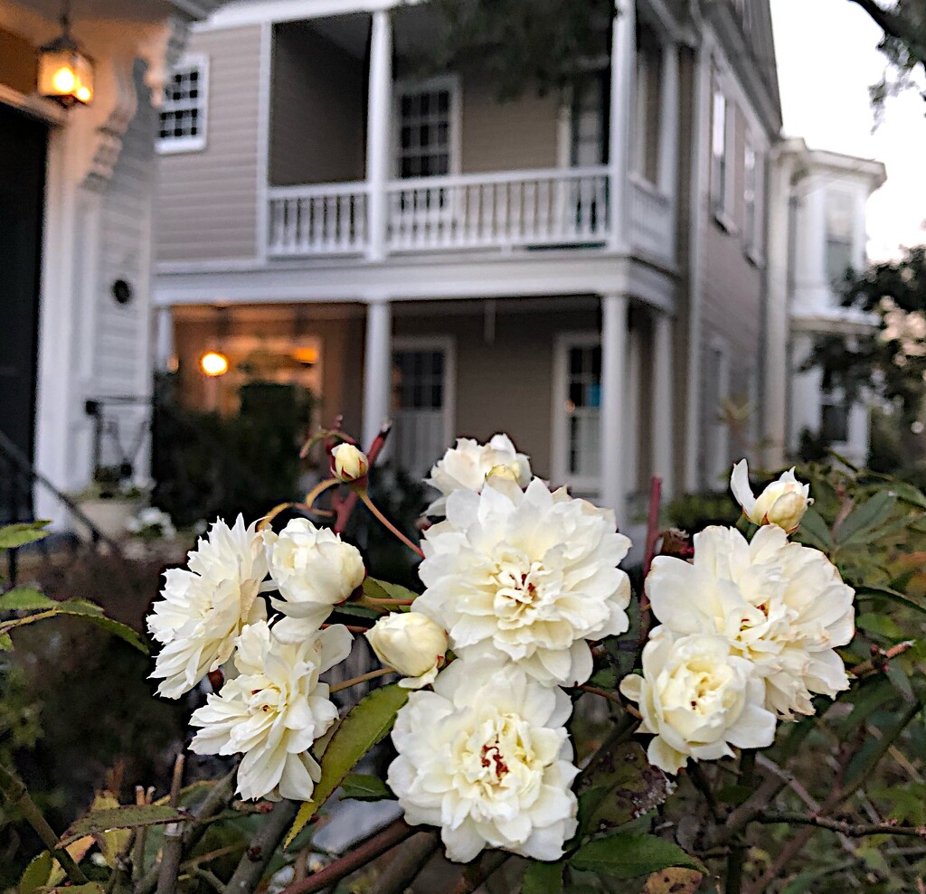 Historic house and Lady Banksia roses blooming early, Charleston by congaree