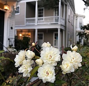 3rd Feb 2022 - Historic house and Lady Banksia roses blooming early, Charleston