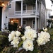 Historic house and Lady Banksia roses blooming early, Charleston by congaree