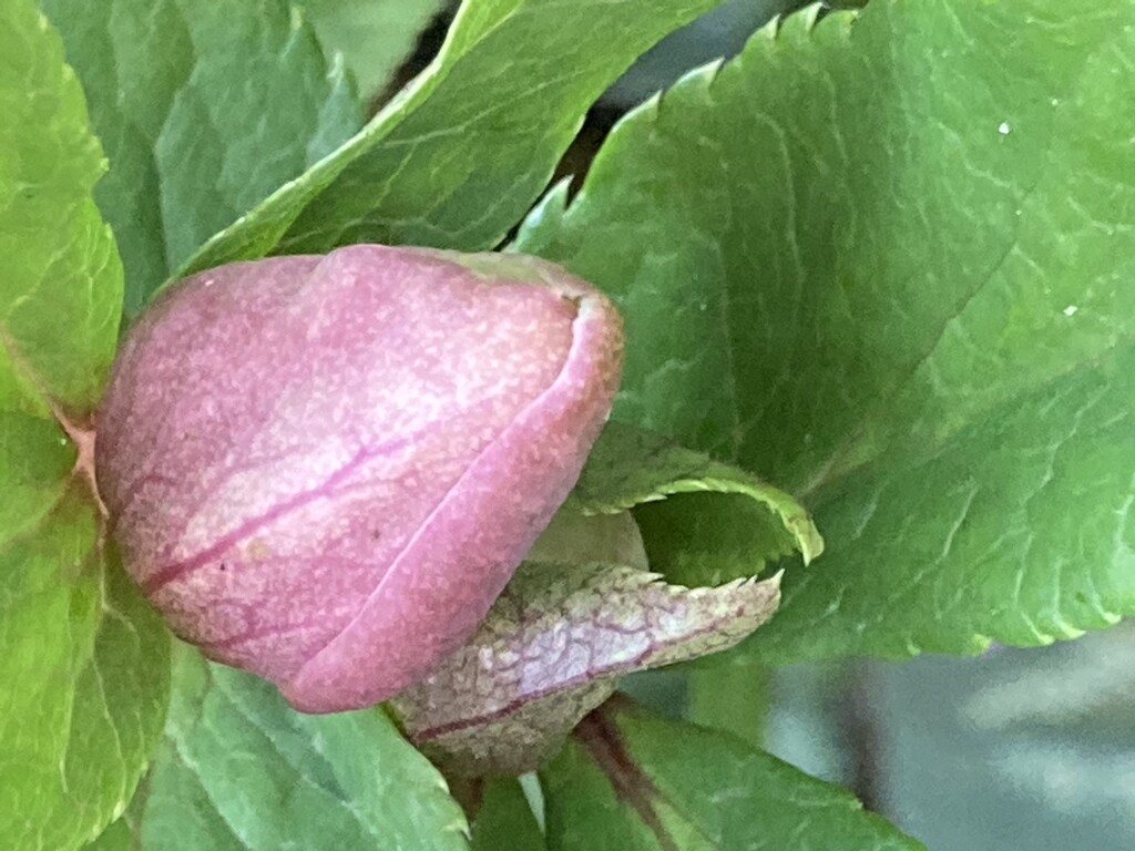 Hellebore Flower Bud by cataylor41