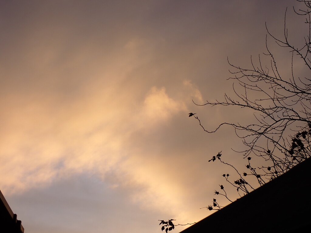 Evening sky by speedwell
