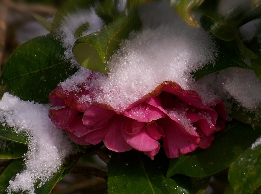 Camellia covered in snow... by marlboromaam