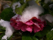 4th Feb 2022 - Camellia covered in snow...