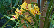 3rd Feb 2022 - Yellow and red orchid