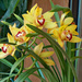 Yellow and red orchid by larrysphotos