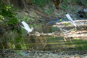 3rd Feb 2022 - Nicaragua  White Ibis