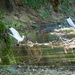 Nicaragua  White Ibis by nicoleweg
