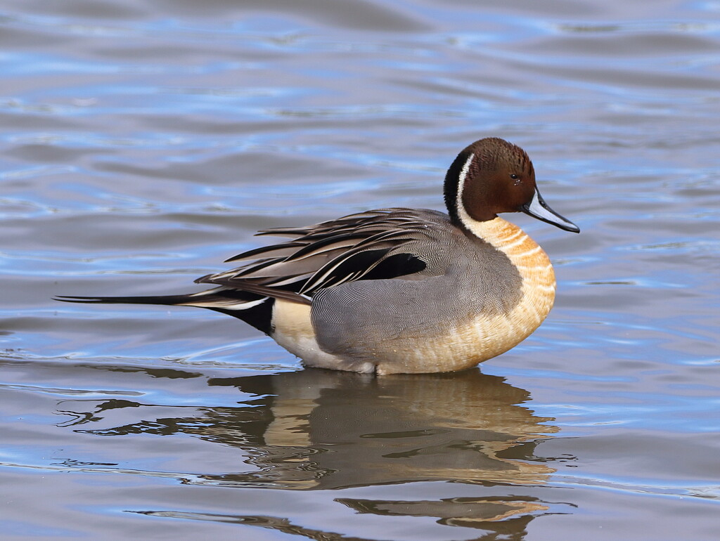 A Male Northern Pintail Duck by markandlinda