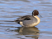 3rd Feb 2022 - A Male Northern Pintail Duck