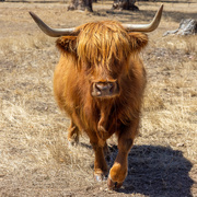 26th Jan 2022 - Highland cattle