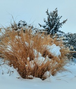 31st Jan 2022 - Snowy Grass