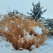 Snowy Grass by harbie