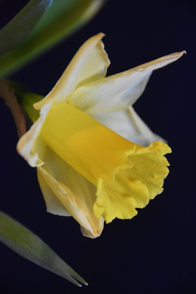 Gotta a love a daffodil by 365anne