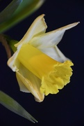 4th Feb 2022 - Gotta a love a daffodil