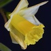 Gotta a love a daffodil by 365anne