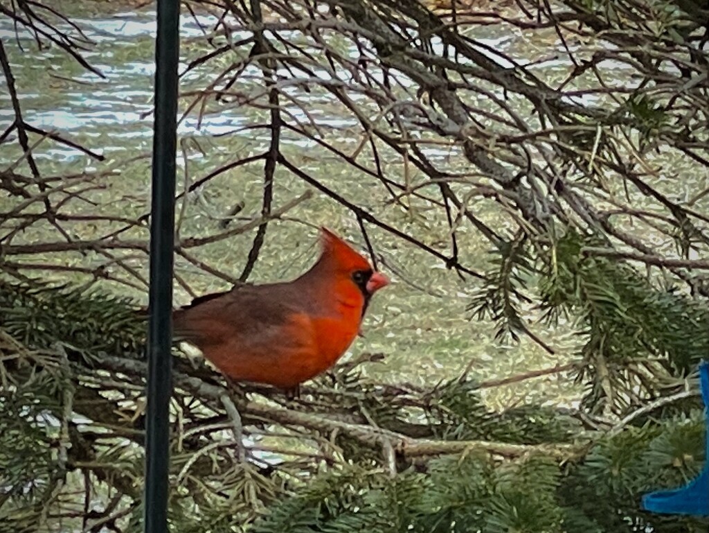 When a cardinal appears, angels are near by mrsbubbles
