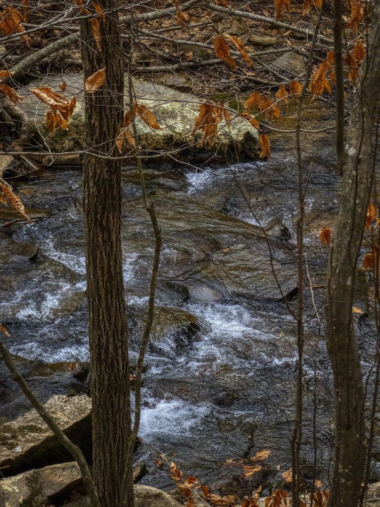 Pine Log Creek by k9photo