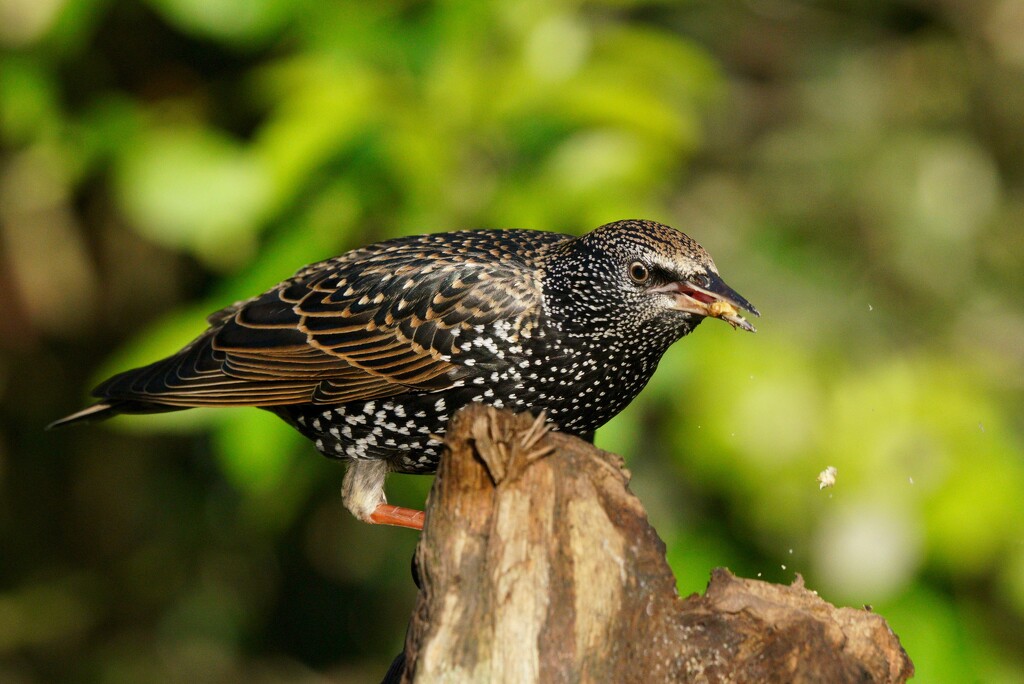 HUNGRY STARLING by markp
