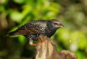 4th Feb 2022 - HUNGRY STARLING