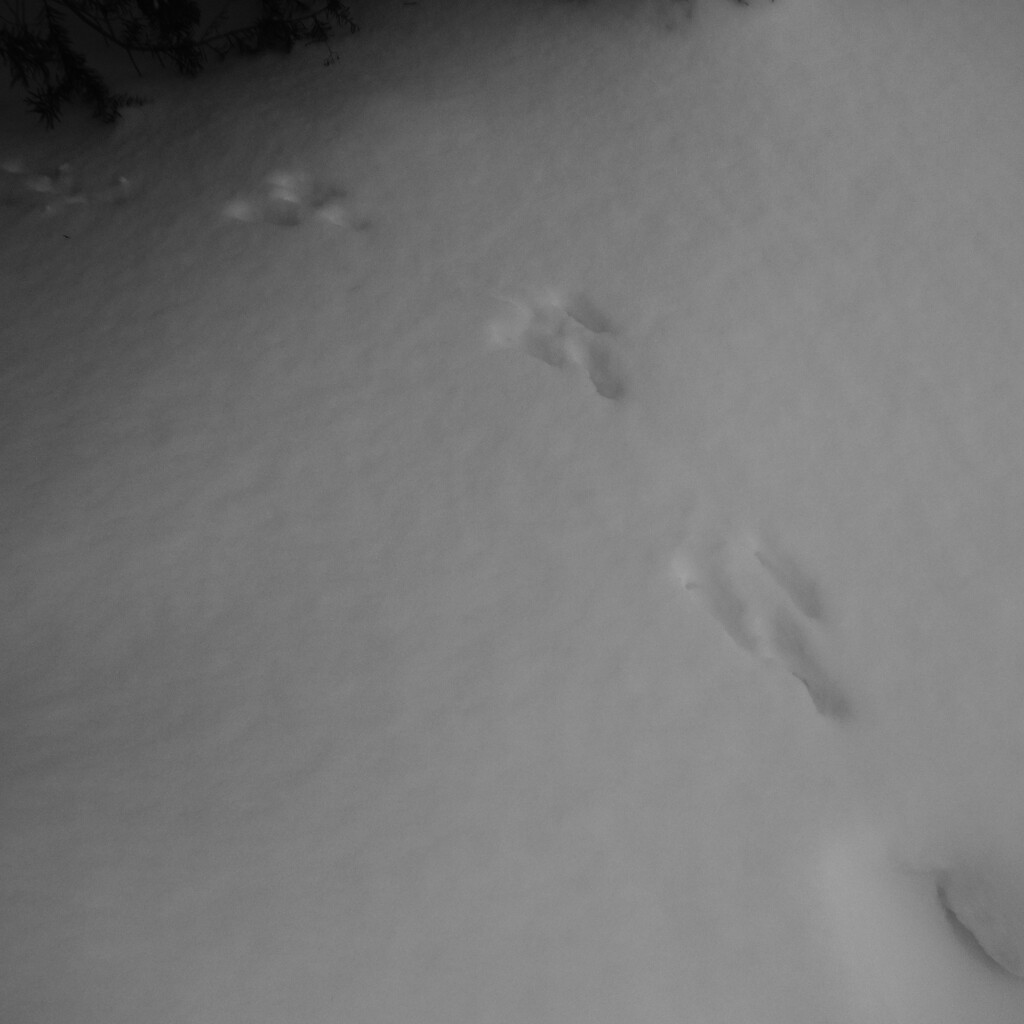 Tracks in the Snow by spanishliz